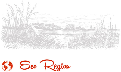 Eco Region